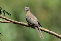 Cyprus FAUNA