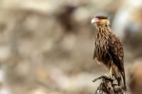 Caracara plancus