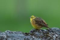 Emberiza citrinella