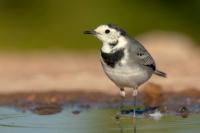 Motacilla alba