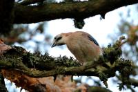 Garrulus glandarius atricapillus