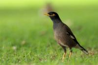 New Zealand -fauna