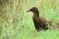 Gallirallus australis