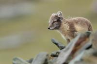 Arctic fox