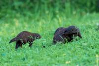 Banded mongoose