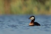 Podiceps grisegena