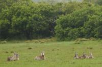 Waterbuck