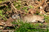 Bush hyrax