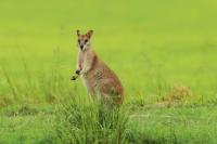 Agile wallaby