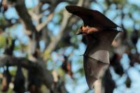 Indian flying fox