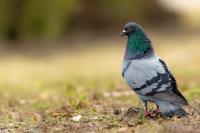 Columba livia domestica