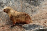 South American sea lion