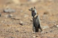 Barbary ground squirrel