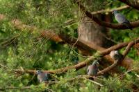 Columba oenas