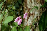 Sri Lanka - Flowers