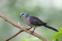 Streptopelia chinensis