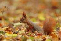 Red squirrel