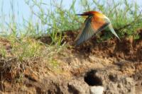 Merops apiaster