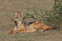 Black-backed jackal