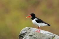 Haematopus ostralegus