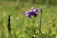 Mongolia flora