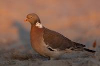 Columba palumbus