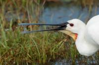 Platalea leucorodia