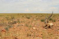 Gobi Desert