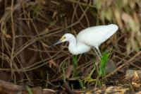 Egretta thula