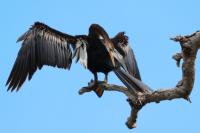 Anhinga melanogaster