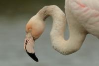 Phoenicopterus roseus