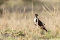 Buteo augur