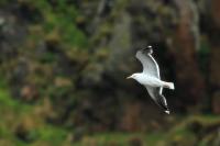 Larus marinus