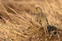 Emberiza calandra