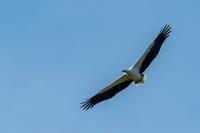 Haliaeetus leucogaster