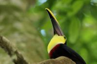 Ramphastos swainsonii