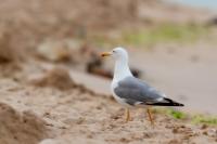 Larus michahellis