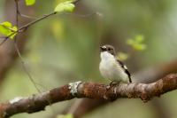 Ficedula hypoleuca