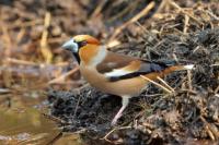 Coccothraustes coccothraustes