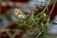 Phylloscopus bonelli