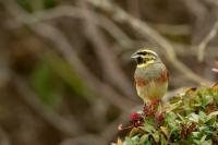 Emberiza cirlus