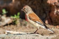 Carduelis cannabina