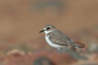 Charadrius leschenaultii