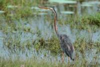 Ardea purpurea