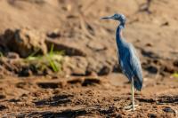 Egretta caerulea 