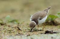 Charadrius dubius