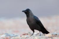 Corvus splendens