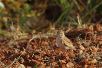 Malta fauna 