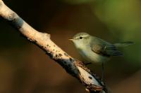 Phylloscopus trochiloides