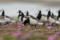 Branta leucopsis